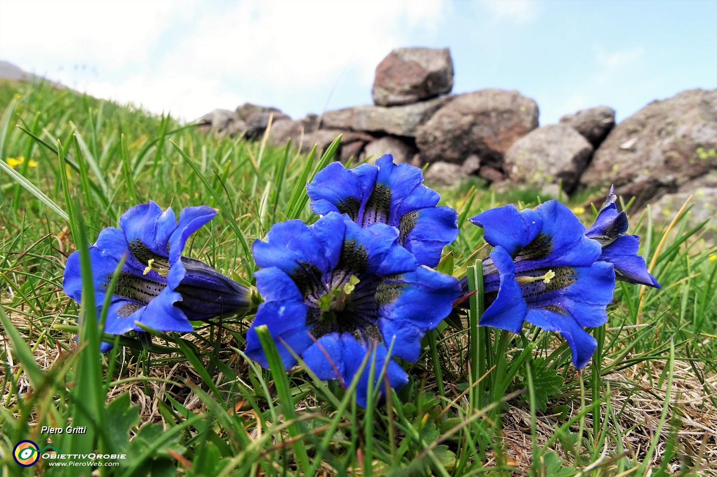 99 Gentiana clusius in fiore.JPG